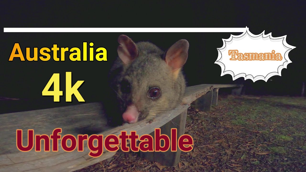 How to travel in Tasmania | Australia | National Parks | Wild life | Motor homes| unforgettable