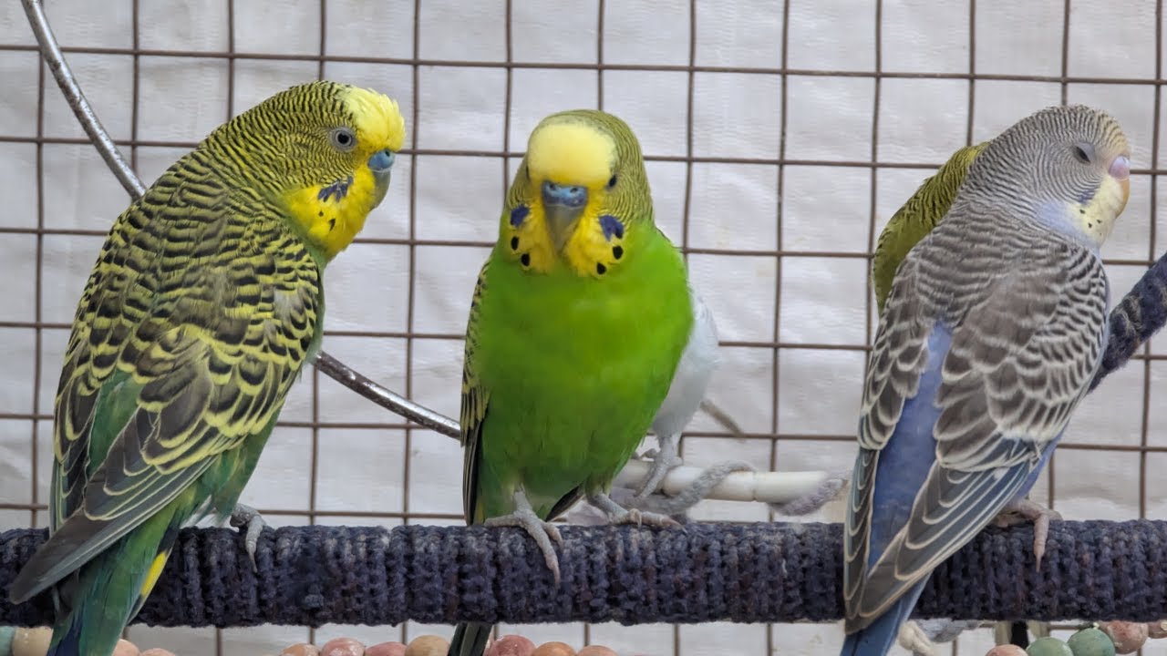 Happy Budgies Sounds 🎶 | Natural Chirping & Talking