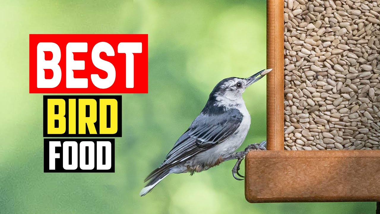 ✅Top 5 Best Bird Food of 2025