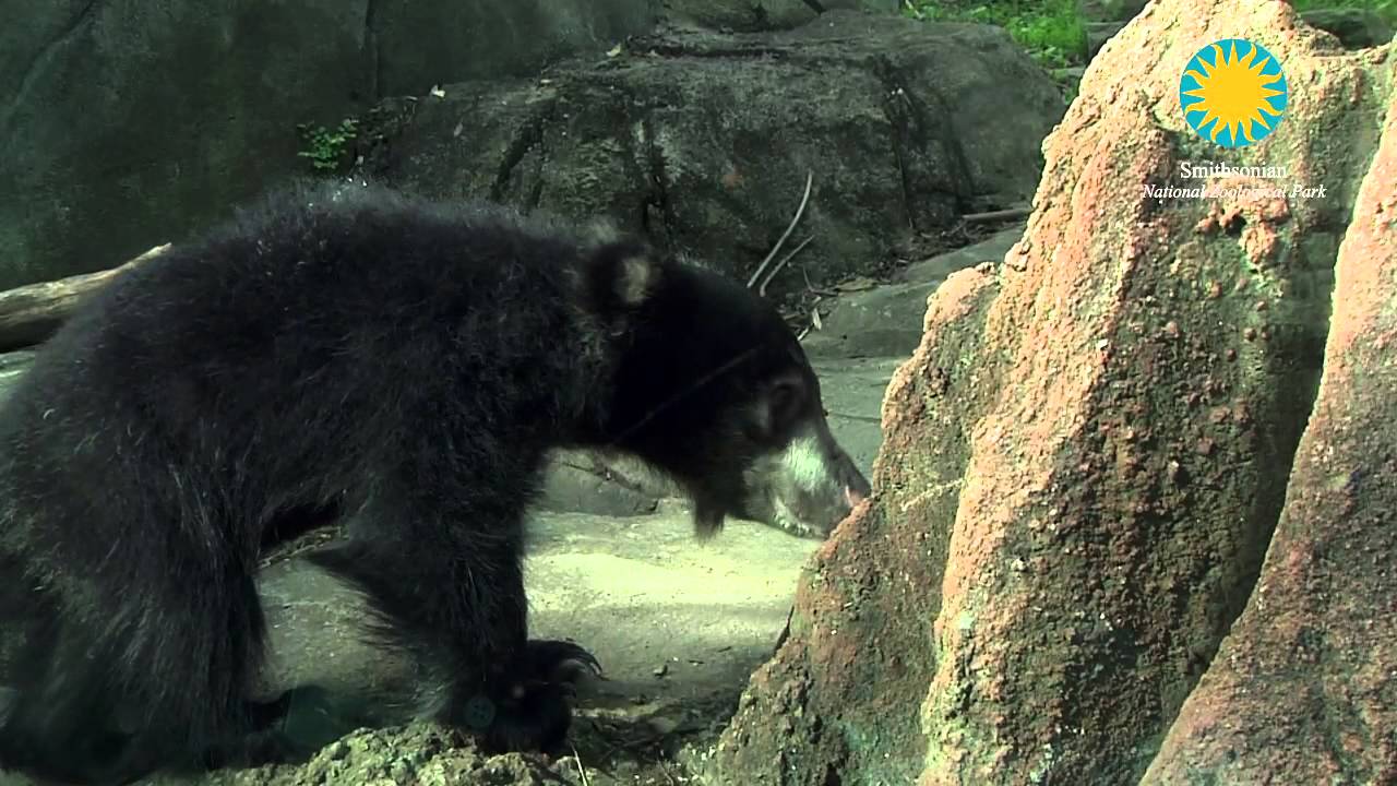 SLOTH BEAR CUB DEBUTS AT THE SMITHSONIAN NATIONAL ZOO