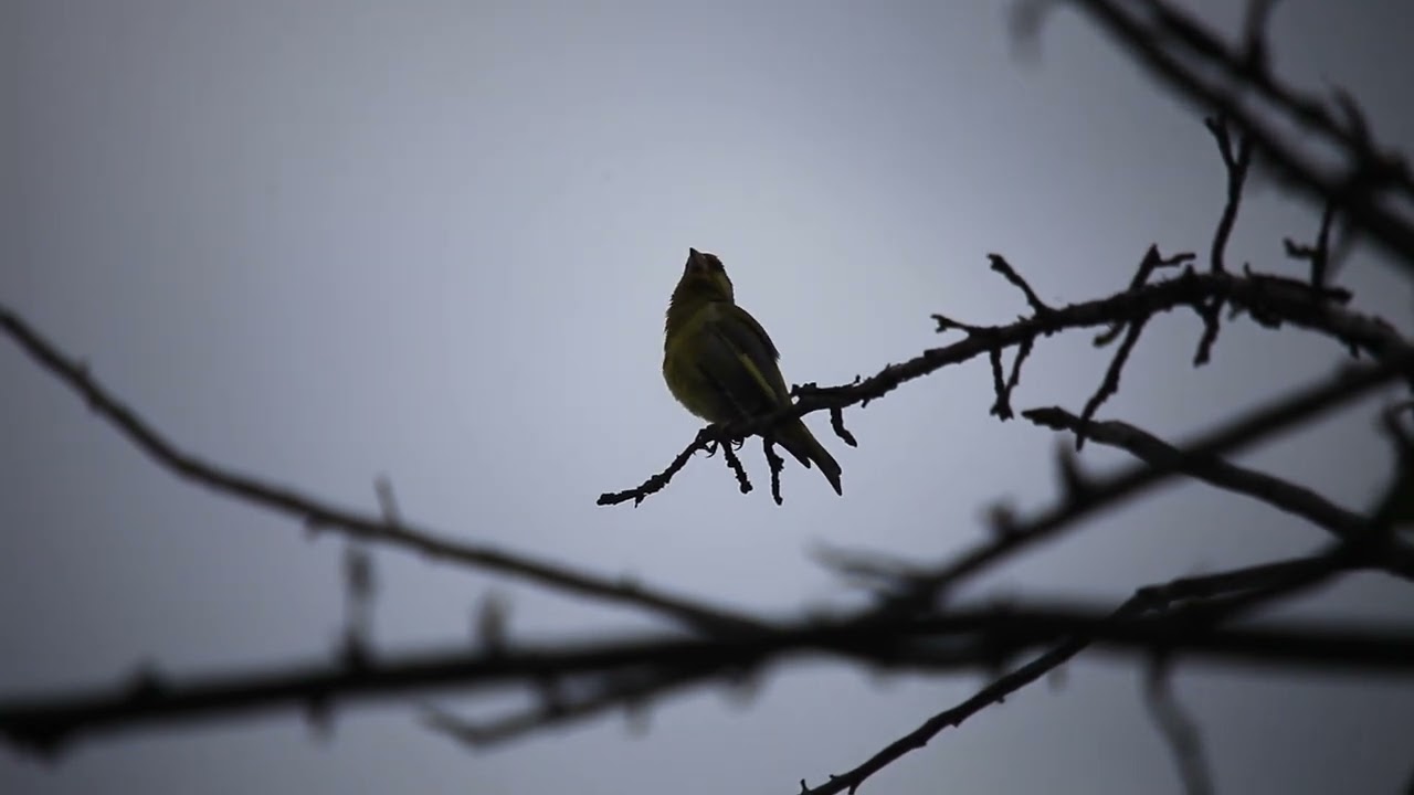 The Sound of Fringillidae