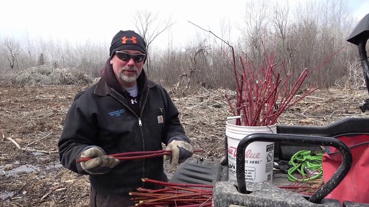 Planting Red Osier Dogwood #minnesota #habitatmanagement #wildlife