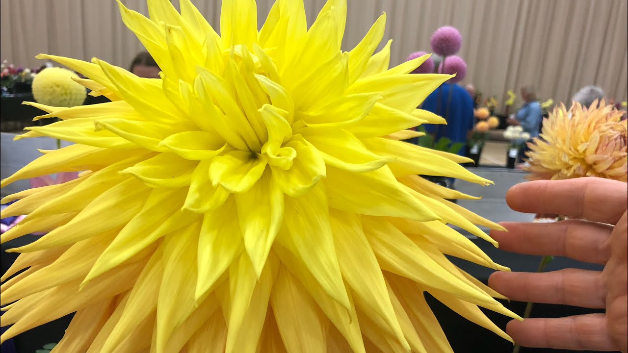 Dahlia Show