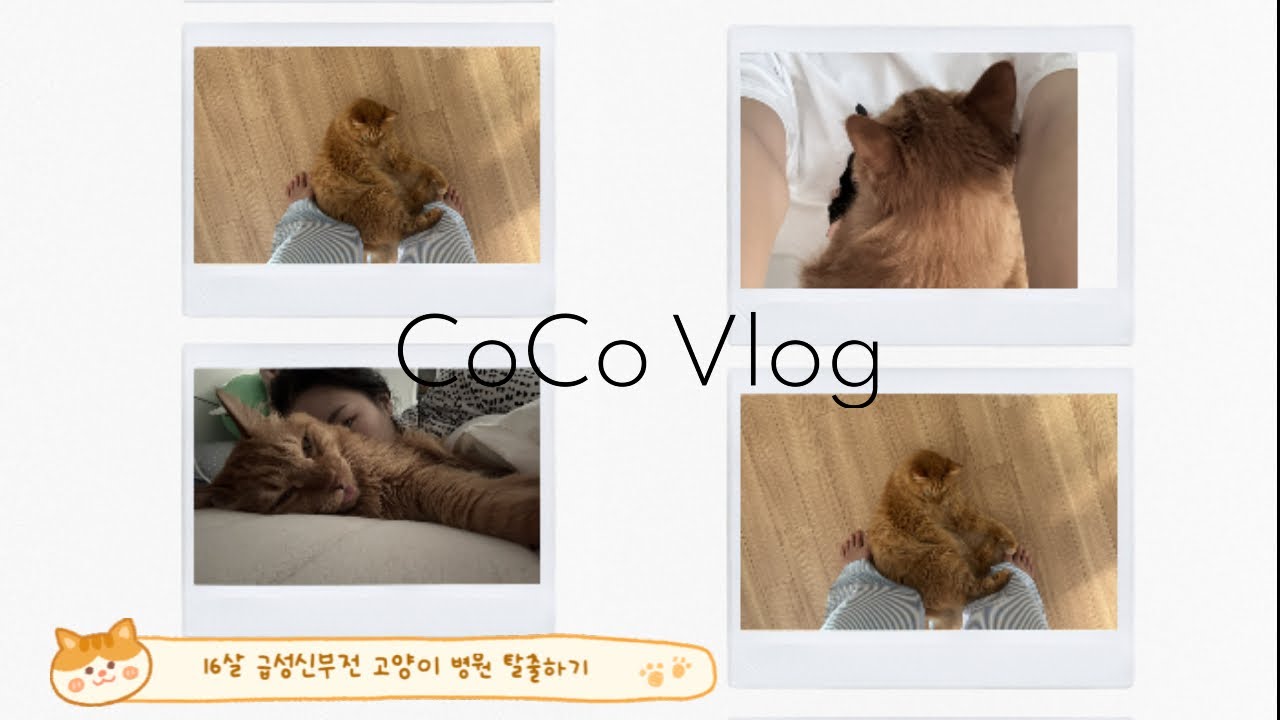 [CoCo Vlog] 급성신부전 고양이 극복기 | 16살 노령묘 | 크레아티닌 수치 |