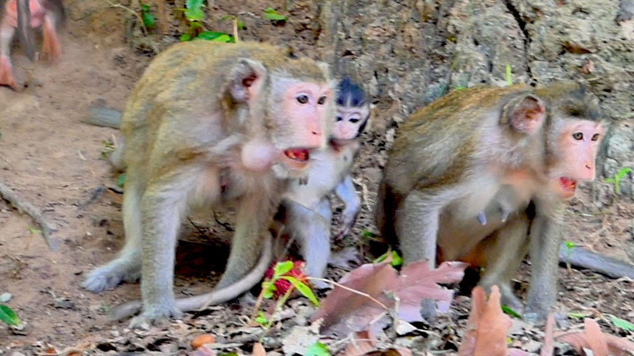 Good mum try to protect their babies by s-c-r-e-a-m-i-ng louder .