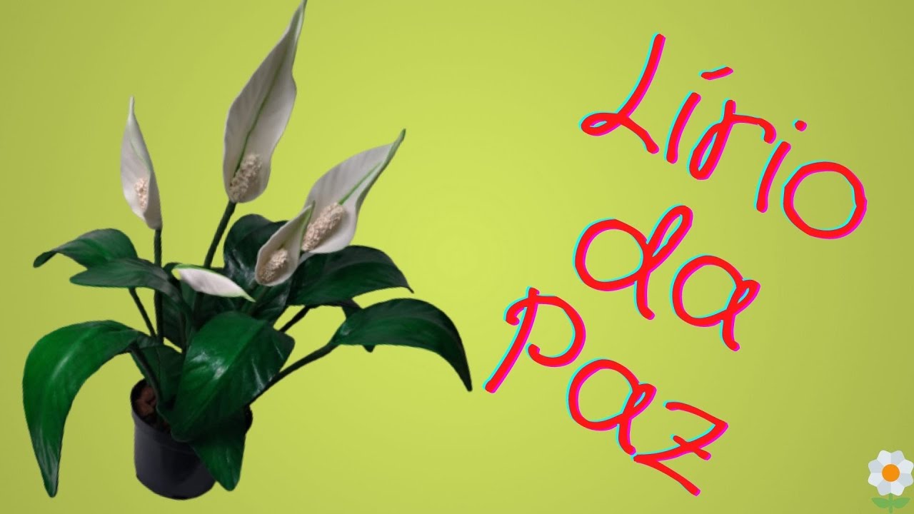 Lírio da paz em #eva