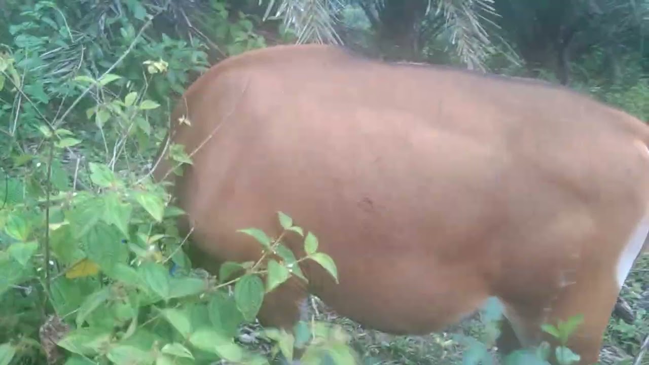 Anakan Sapi Bali Jantan Umur 15 Bulan || #TernakUmbaran #TukangAngon #SobatNgarit #TernakTradisiomal