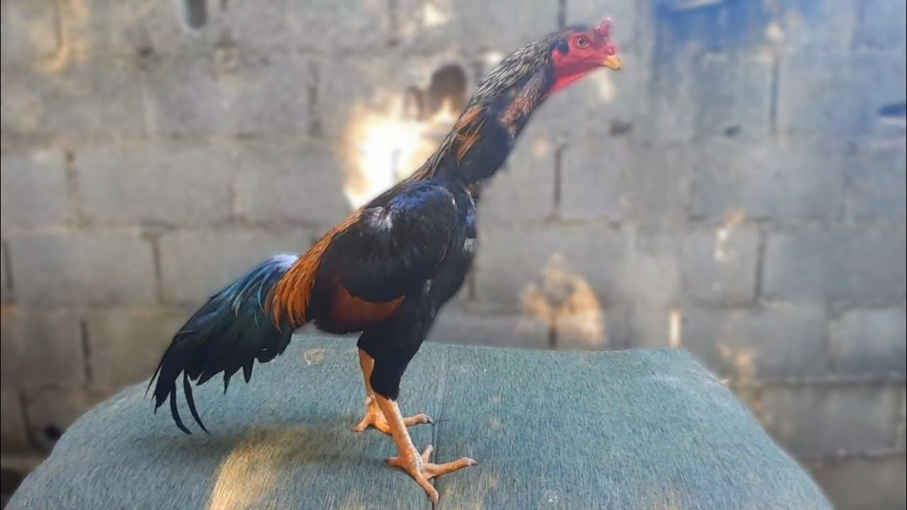 Mostrando minha criação de Galos combatentes