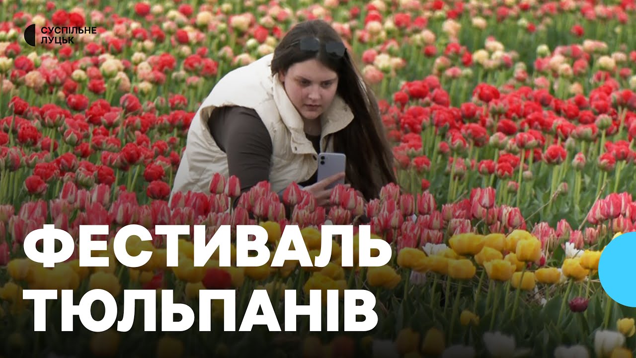 «Волинська Голландія»: чим особливий цьогорічний фестиваль тюльпанів
