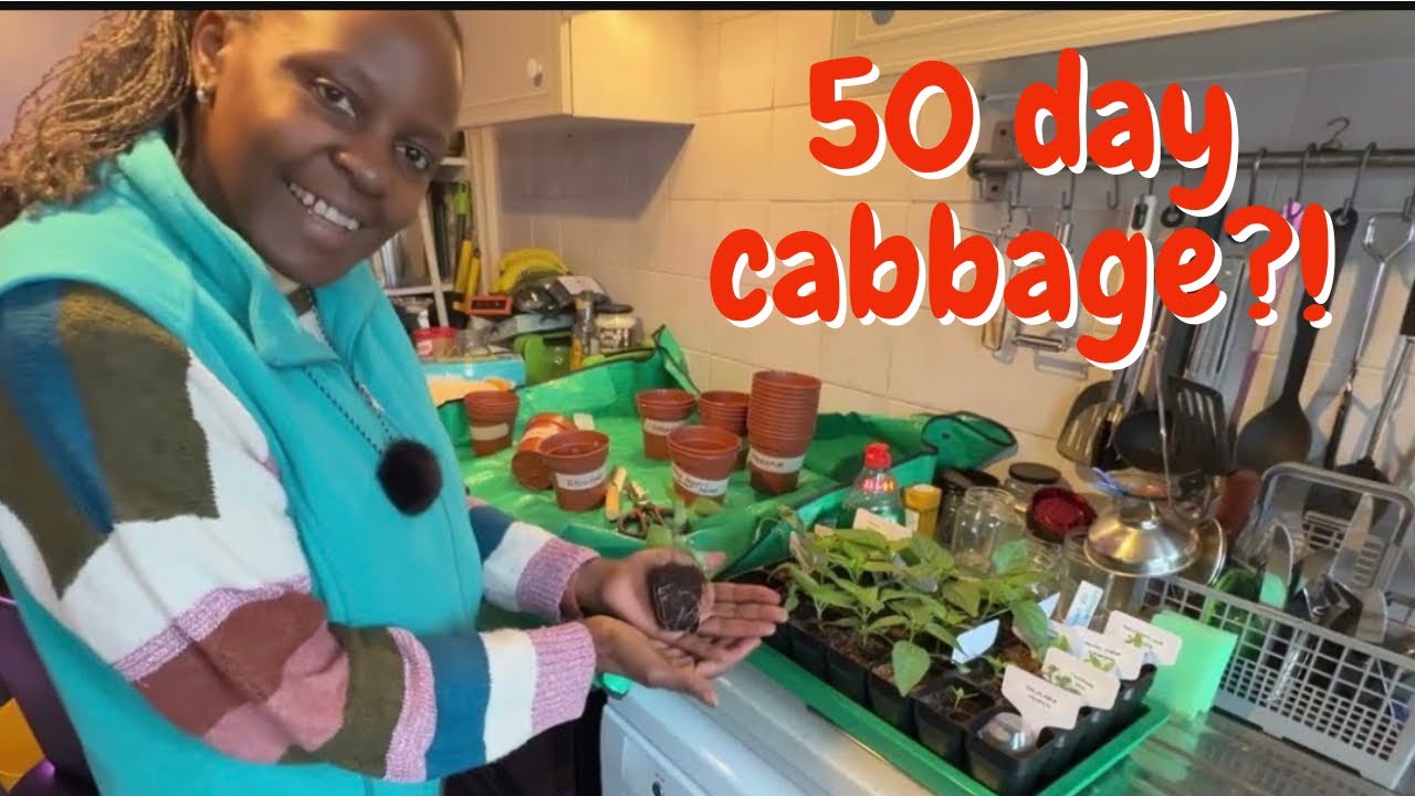 Можно ли вырастить капусту за 50 дней? Давайте проверим! | Посев и пересадка перцев
