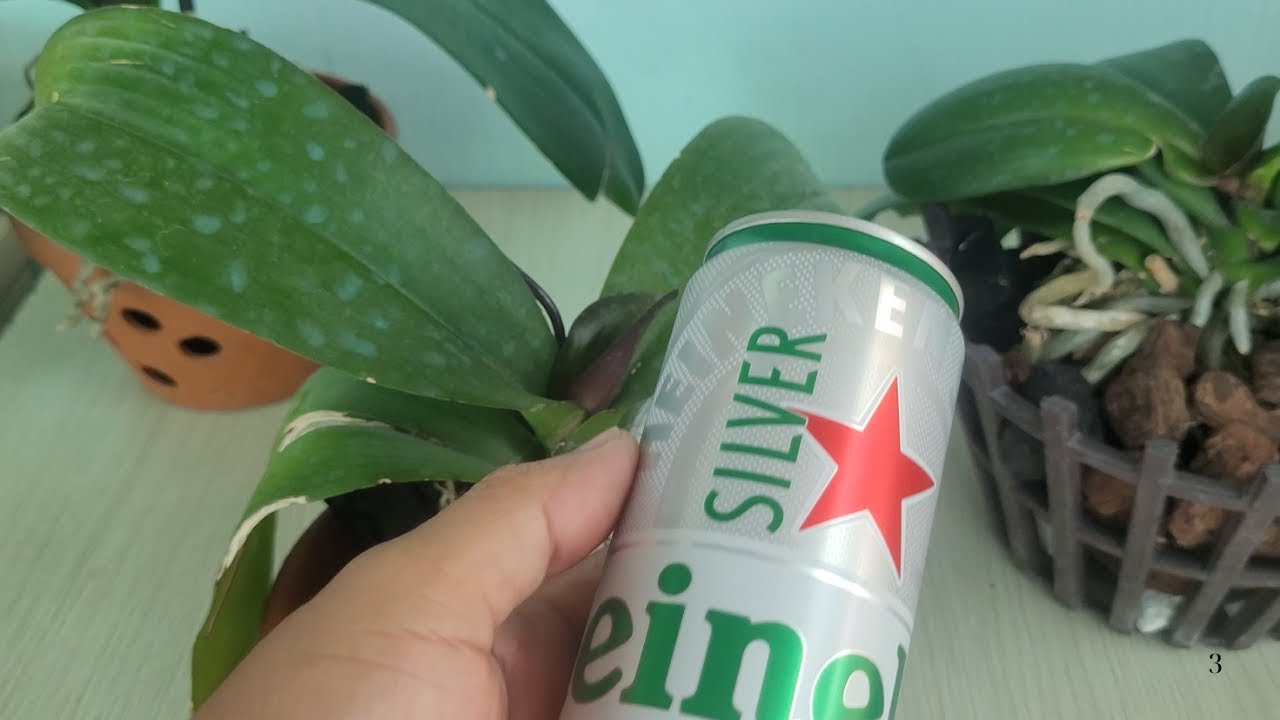 Pour beer at the base of the orchid, and it will make the plant grow roots unbelievably fast
