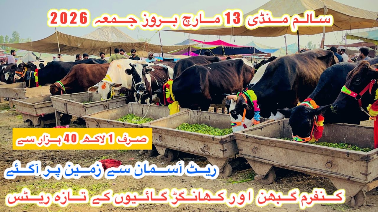 Salam Mandi Bhalwal | Khangar Cows Fresh Rates And Updates | Janwar Mandi Updates Pk | 13 March 2026