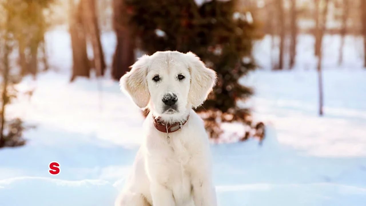 The True Nature of Dogs | Understanding Dog Behaviour, Emotions & Loyalty Explained