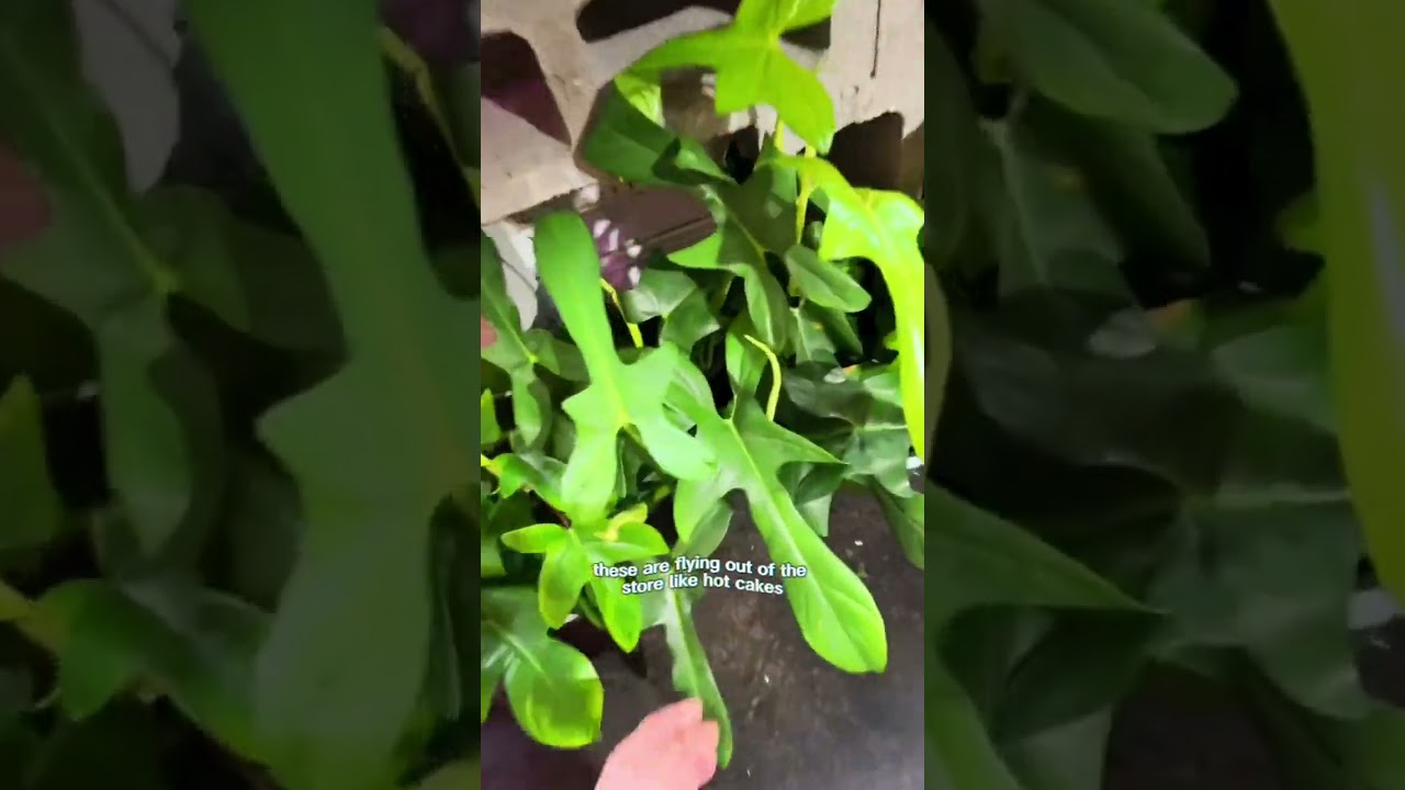 Making Madelyn&rsquo;s $111 Mystery Plant Box!!! What do you think??? She got some epic unique plants!!!