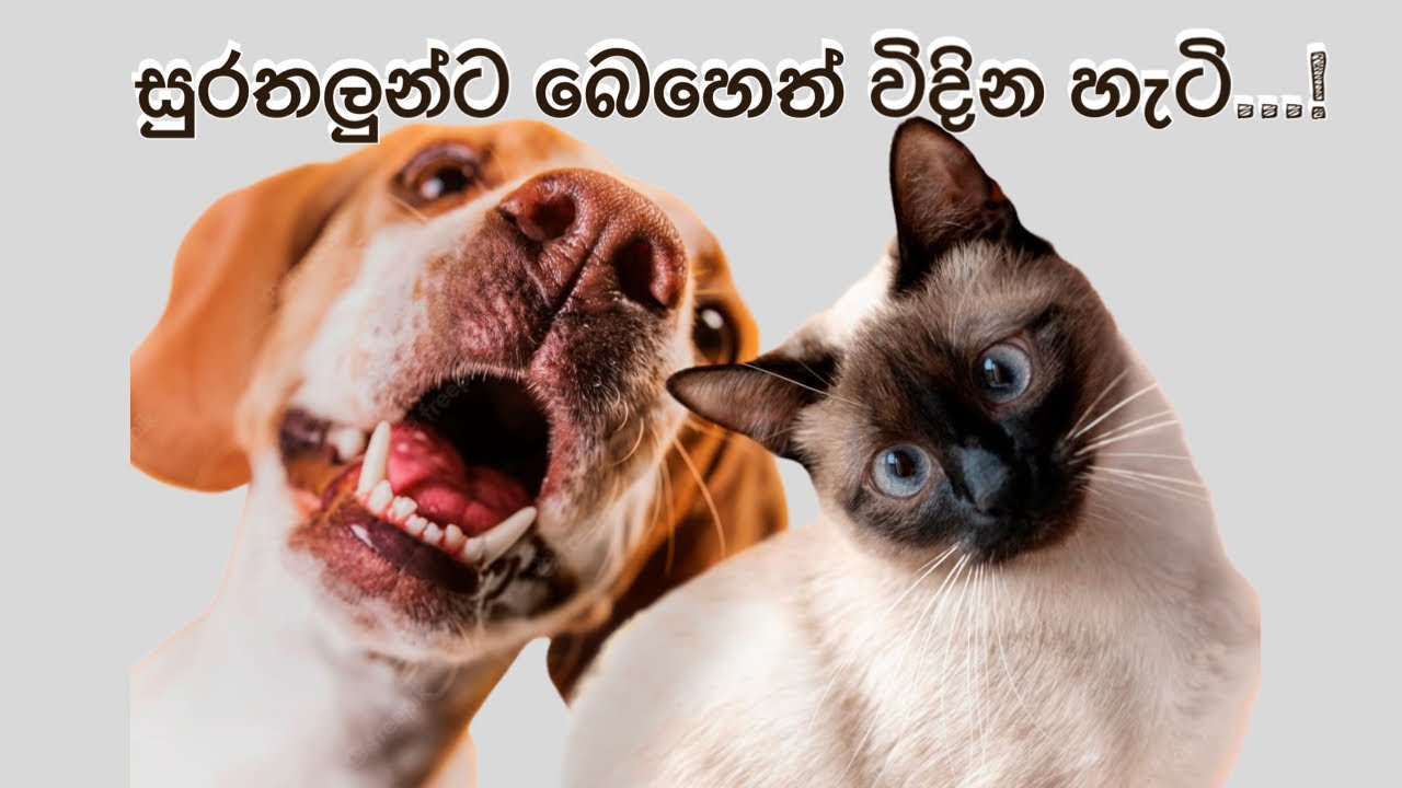 How to immunize your dogs and cats? #immunization