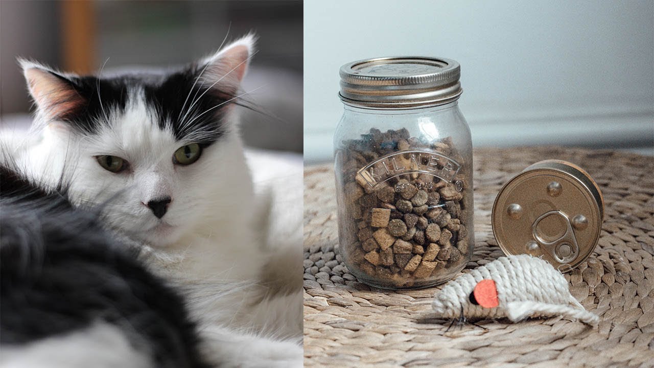 Vegan + Zero Waste Living with a Cat