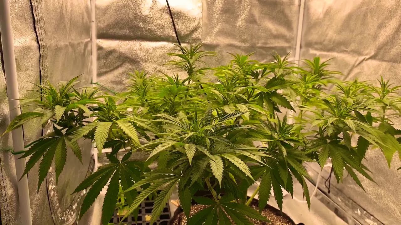FIMing Cannabis Plant