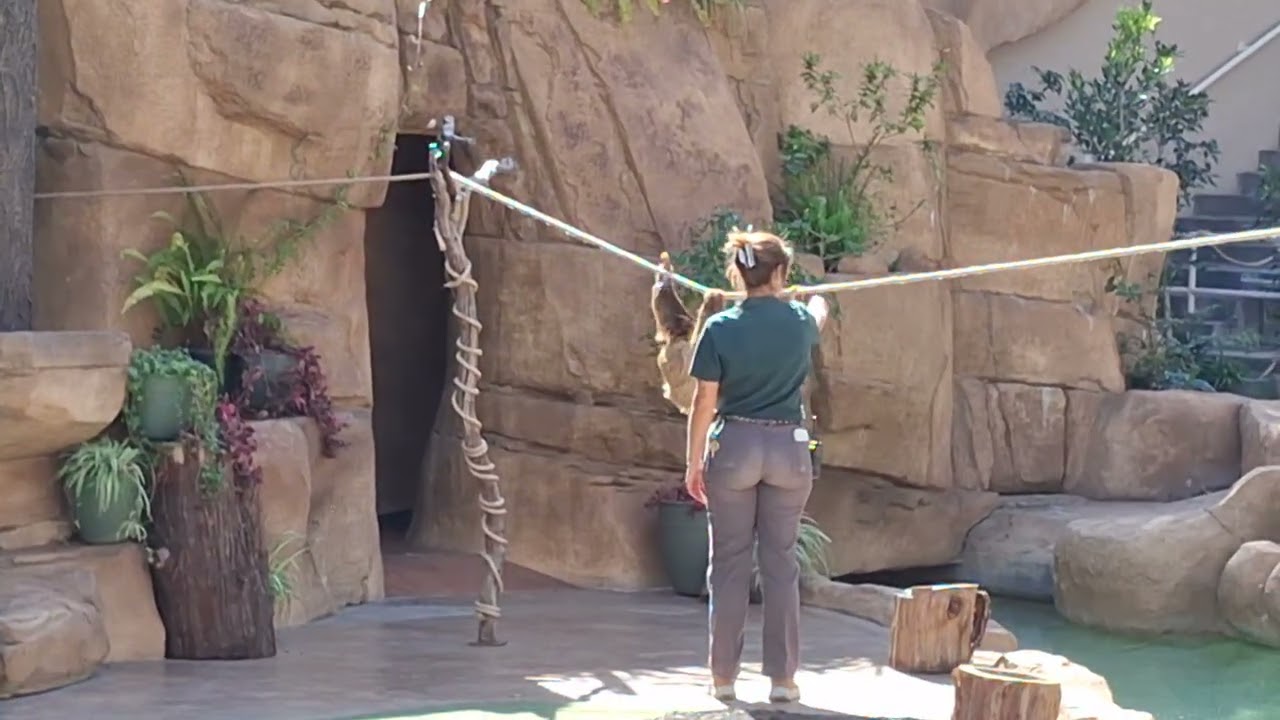 Macaws,  Penelope,  Tornero,  and Justine Beaver!!3/7/26
