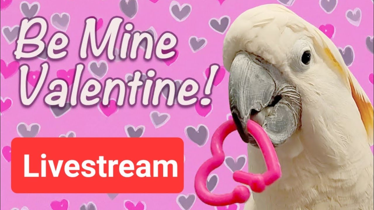 Bok Mine, Valentine 💕♥️
