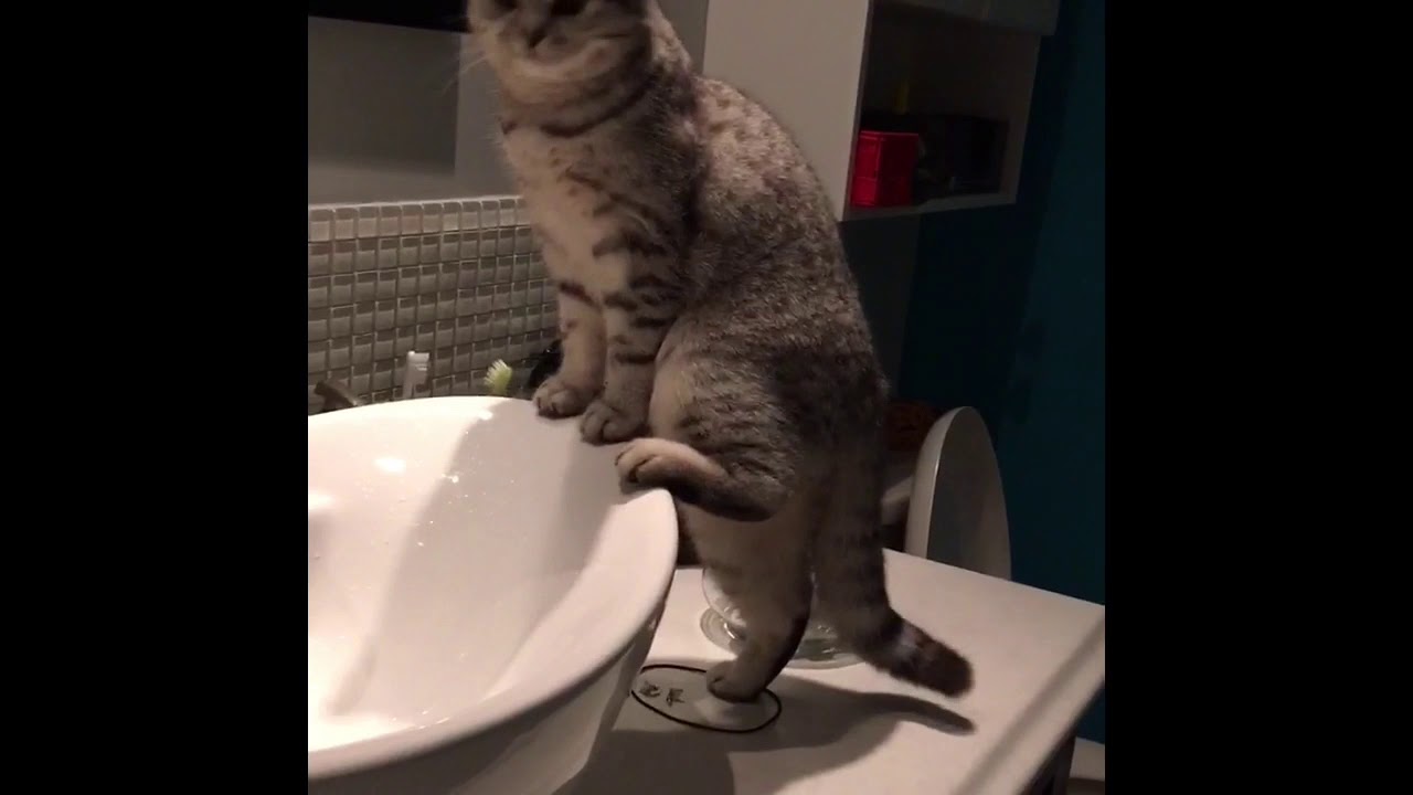 British Shorthair Silver Tabby Playing With Water