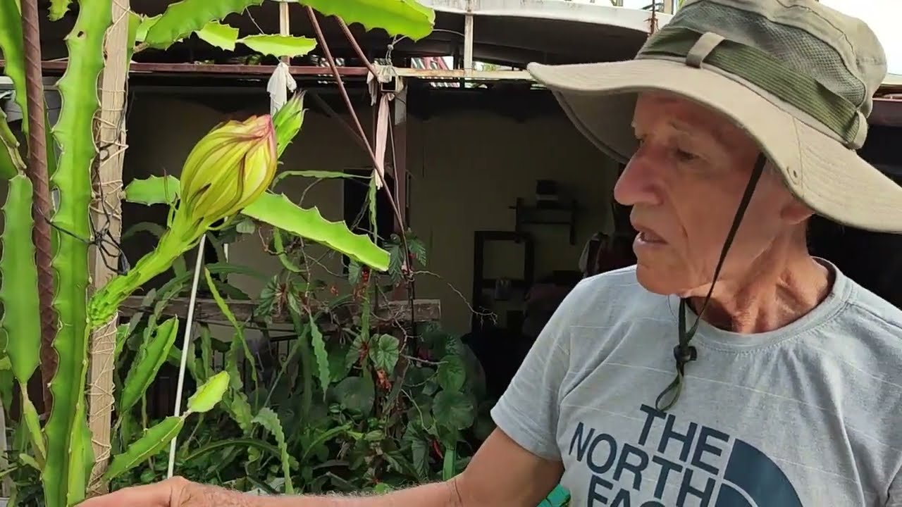 GOLDEN ISIS, ISRAELI Y YUCATECA