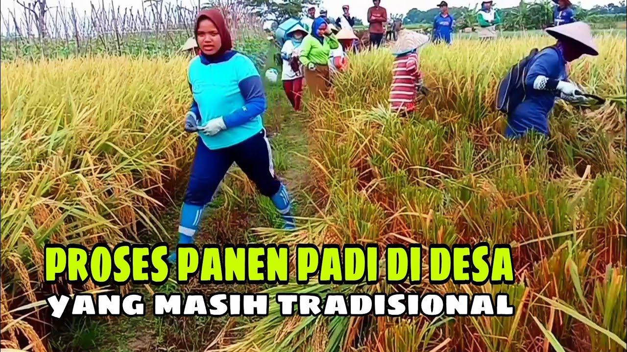 PANEN PADI TRADISIONAL DI DESA PADI NYA BAGUS HASIL MELIMPAH