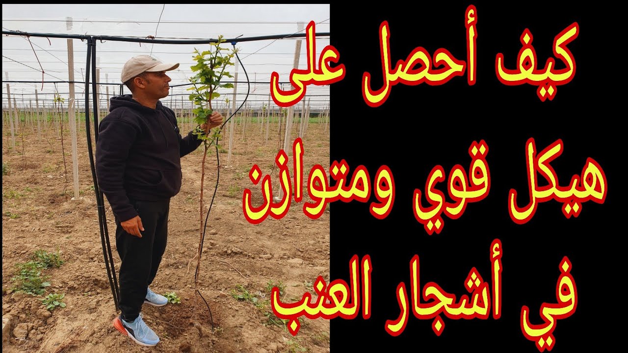 # كيف أحصل على هيكل قوي ومتوازن في أشجار العنب...السنة الثانية.....#