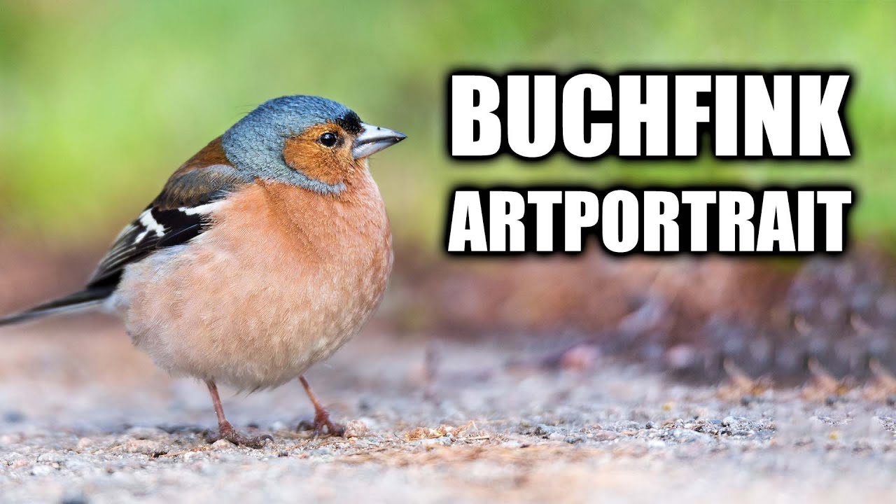 Buchfink Steckbrief - Aussehen, Lebensraum, Stimme, Fortpflanzung und mehr
