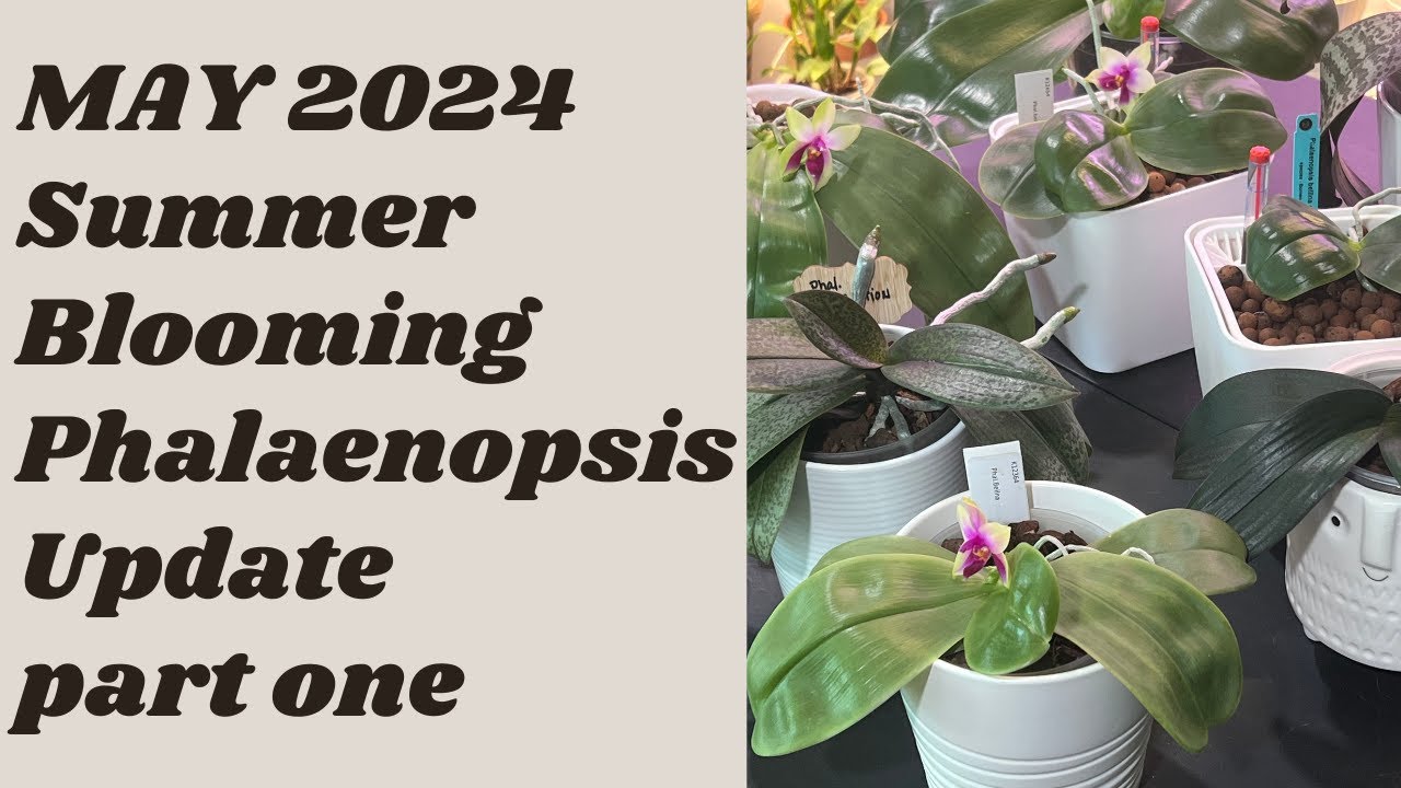 Summer Blooming Phalaenopsis Update: Part One Summer Blooming Phals Update