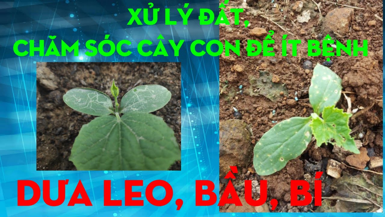 NN & ĐS | Cách xử lý đất và chăm sóc cây con họ bầu bí khi trồng lặp lại