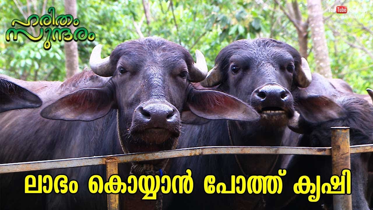 Buffalo farming for reaping large profits | Haritham Sundharam | EP 216