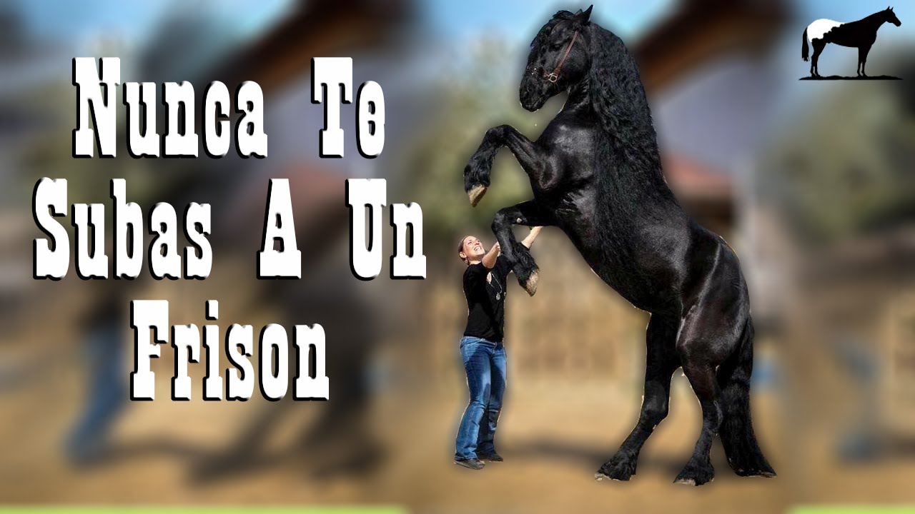 El Porque No Deber&iacute;as Montar Un Caballo Fris&oacute;n 🐴-Del Cerro Soy