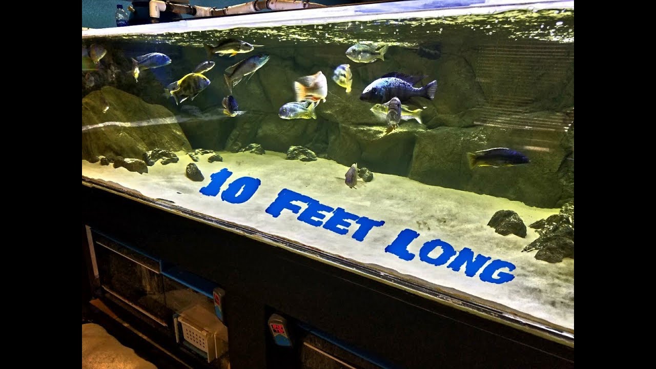 600 Gallon, 10 Foot Long African Cichlid Predator Tank