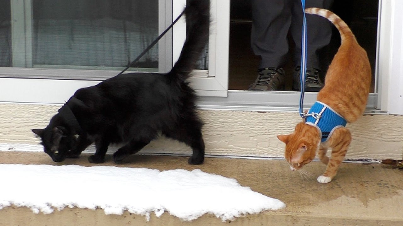 First Time Walking Cats in the Snow