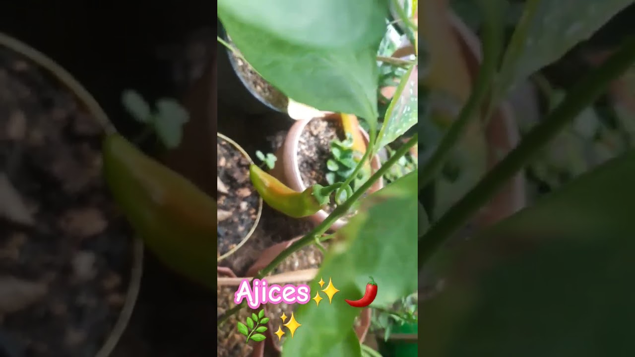 #ajicitos✨️🌿🌶🍃✨️