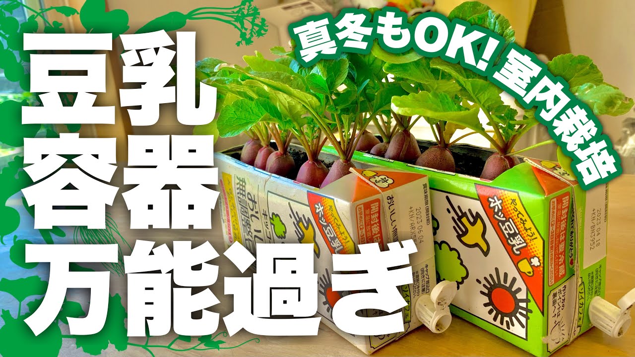 【意外と失敗しがち…】ラディッシュ栽培 ぷっくり膨らむポイント3選|はつか大根 育て方