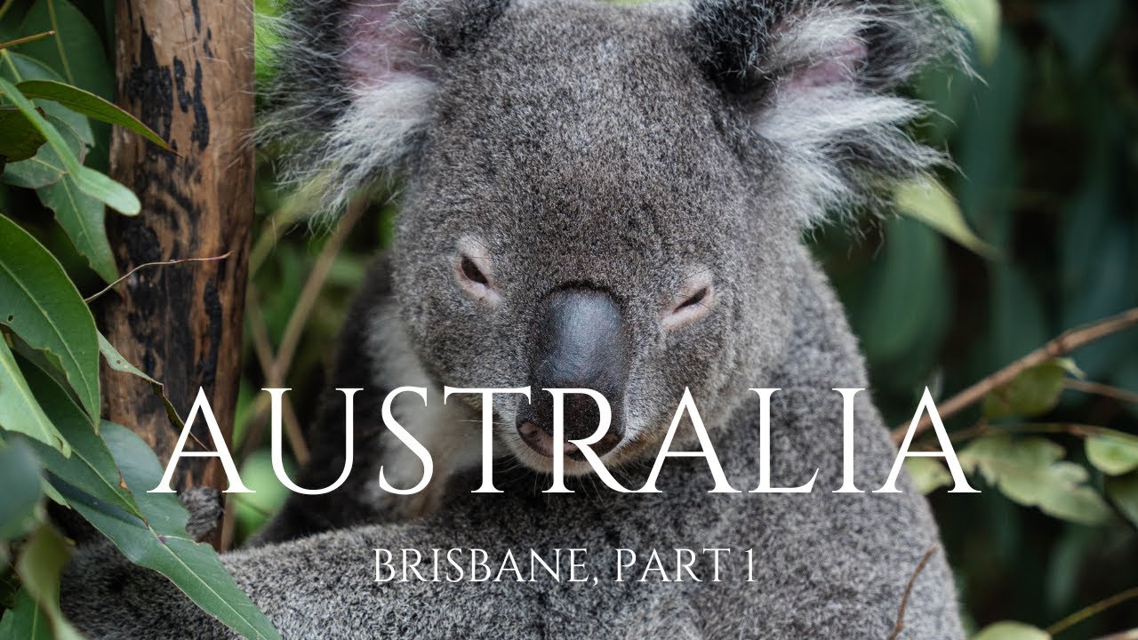 JEDNO SŁOWO.. KOALE! | Australia, Brisbane - Lone Pine Koala Sanctuary