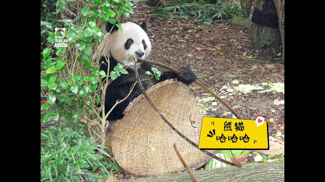 绝情谷“五”彦祖哈哈哈首秀