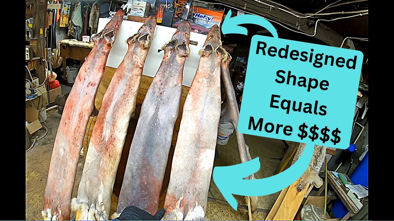 In The Fur Shed - Coyote Stretcher Update