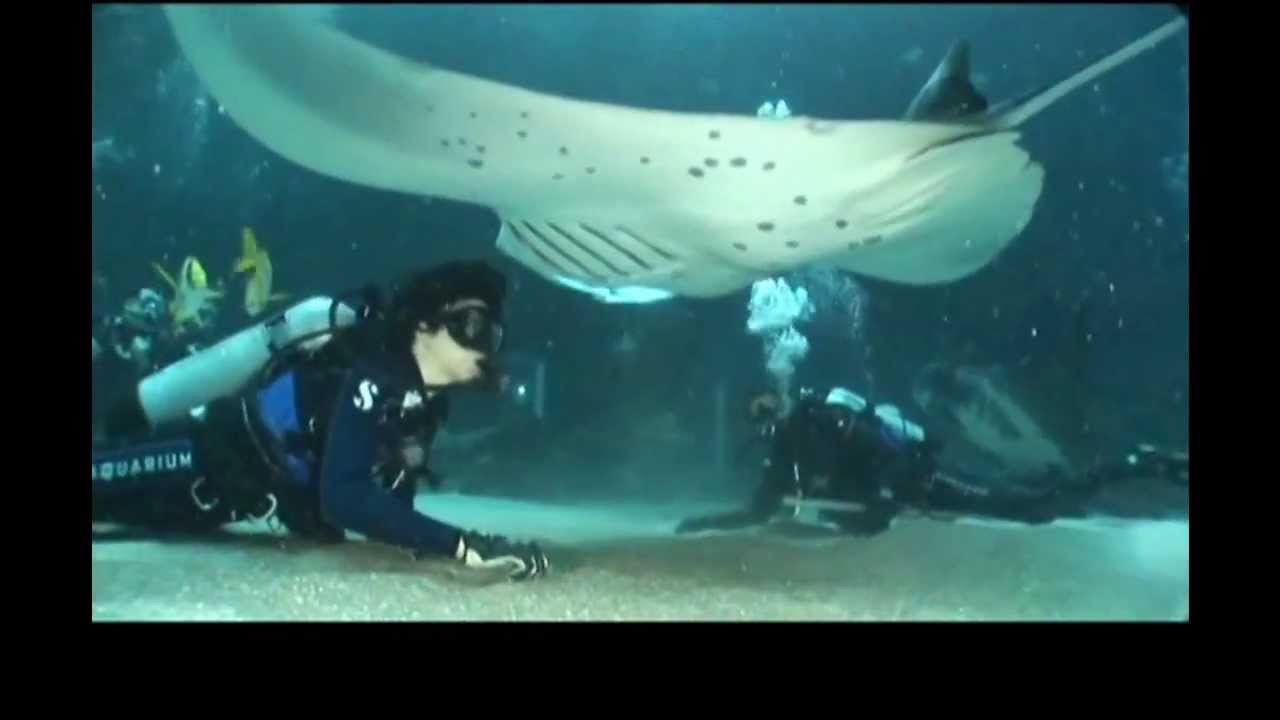 Unlimited Abilities Foundation Disabled Diving At Georgia Aquarium