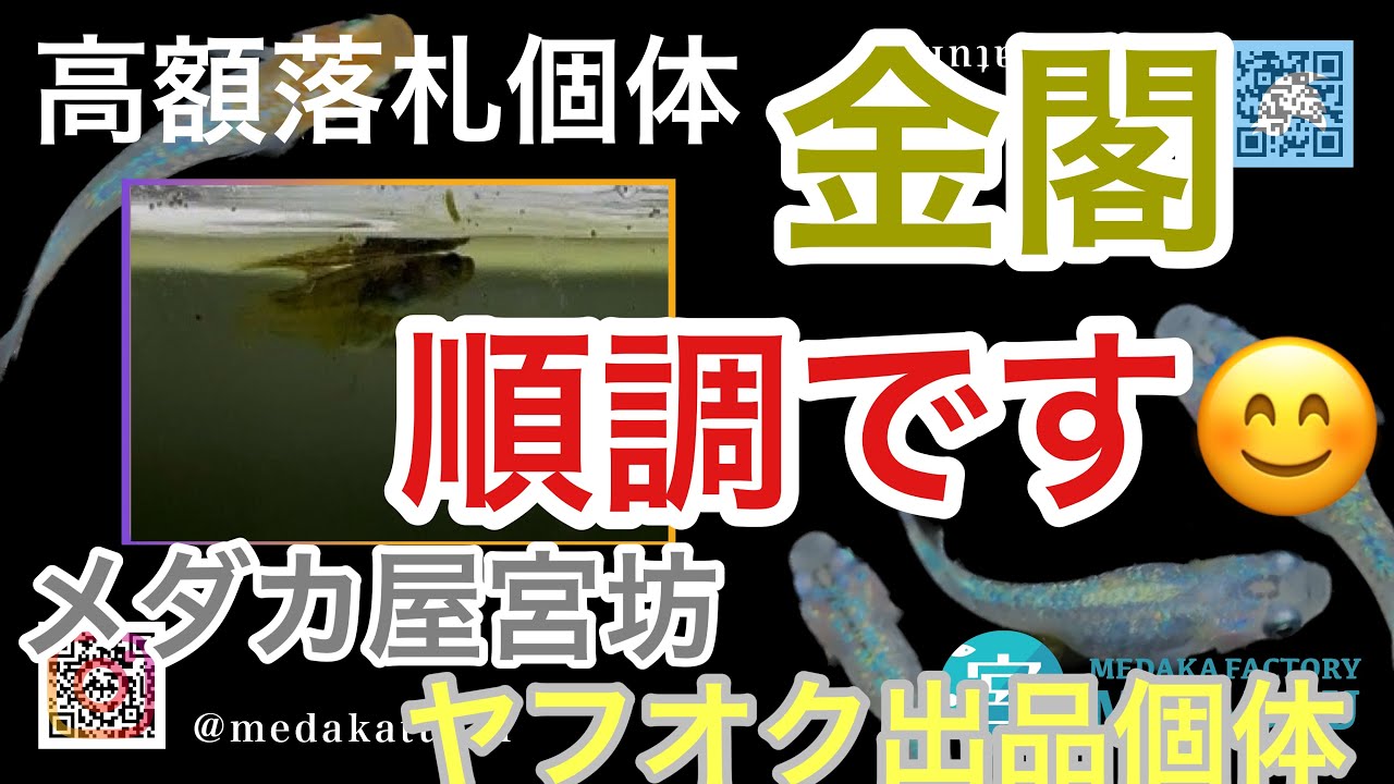 先日、高額落札した『金閣』採卵は順調です😊【メダカ屋宮坊ヤフオク出品個体】クロノス、ネプチューン風雅