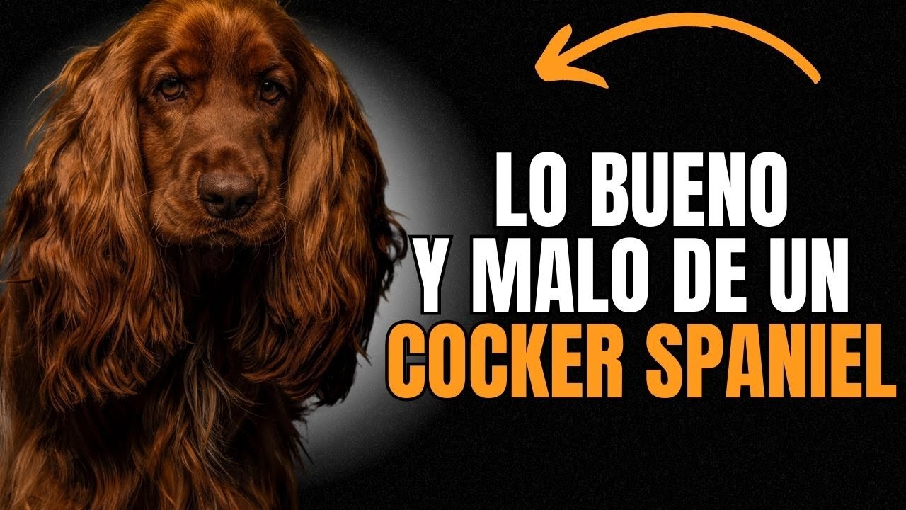 COCKER SPANIEL INGL&Eacute;S : VENTAJAS Y DESVENTAJAS de tener uno.