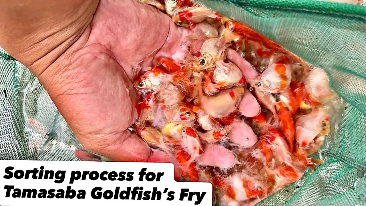 Sorting Process for Tamasaba Goldfish’s Fry #tamasaba #tamasabagoldfish #tamasabafry #goldfish