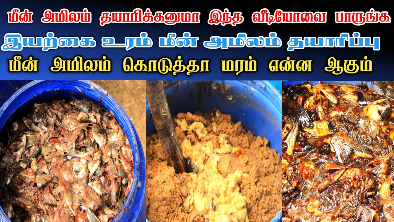 மீன் அமிலத்தை எப்படி பயன்படுத்துவது|ஏன் மீன் அமிலம் அடிக்க வேண்டும்|U2Vivasayam