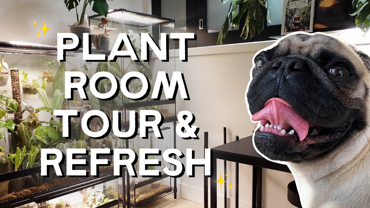 plant room tour & refresh! ✨