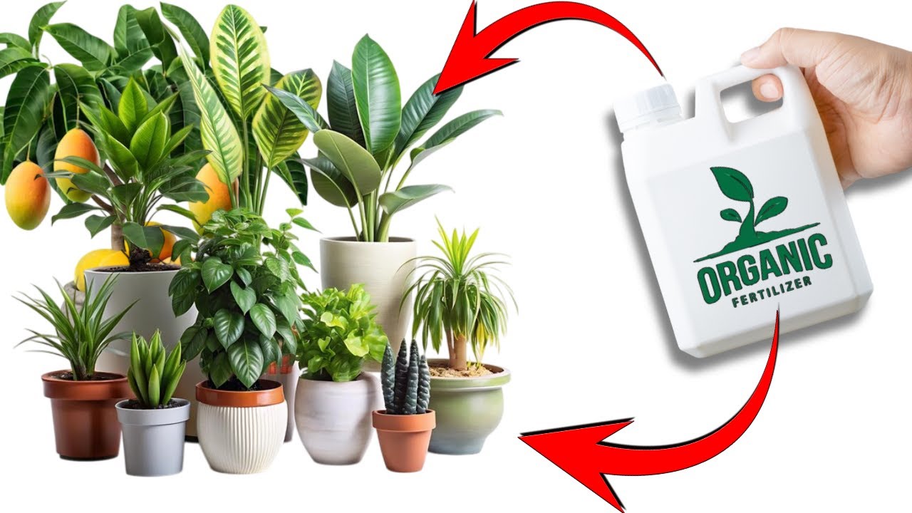 Yeast Fertilizer ,Best Organic Fertilizer For All Plants