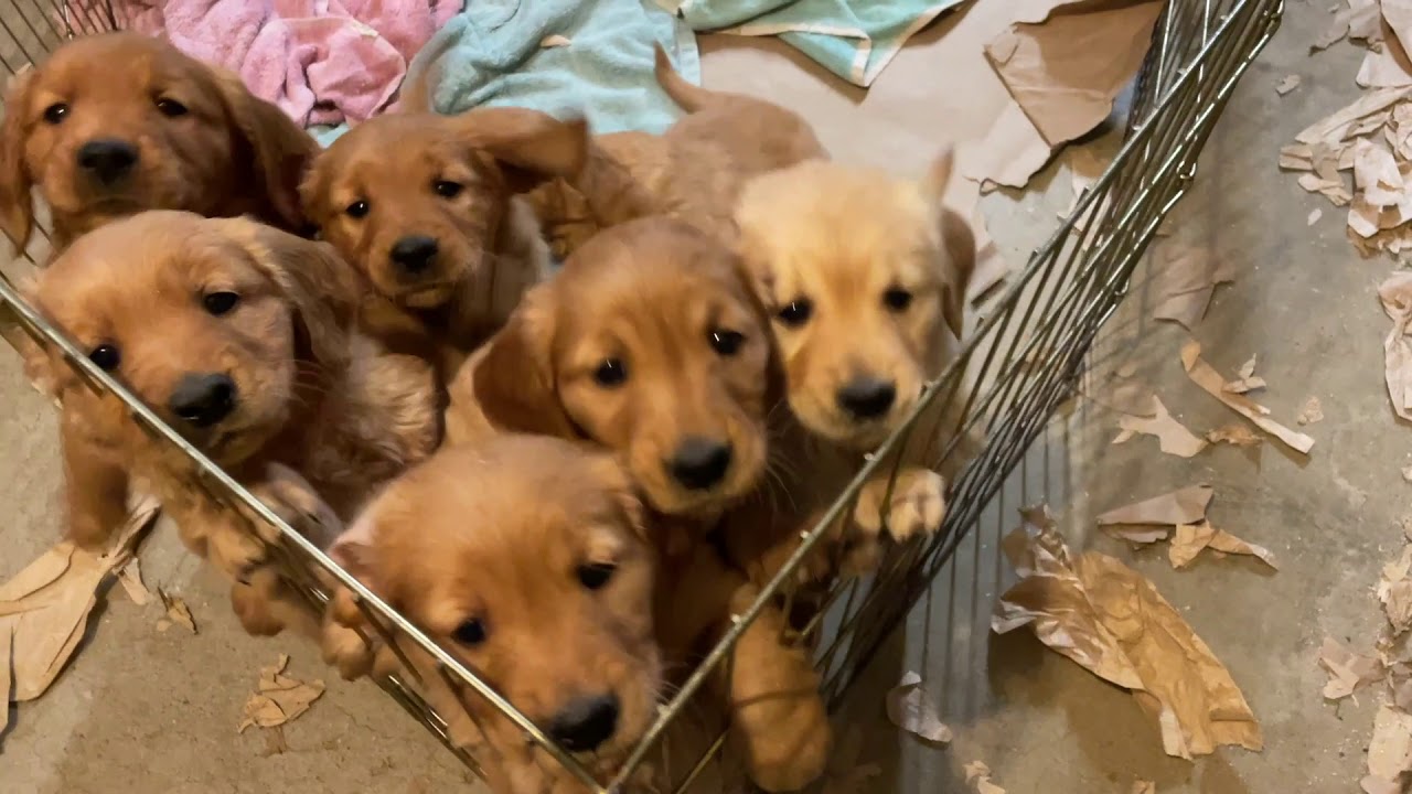 The Internet of Experiences: Golden Retriever Puppies in the morning