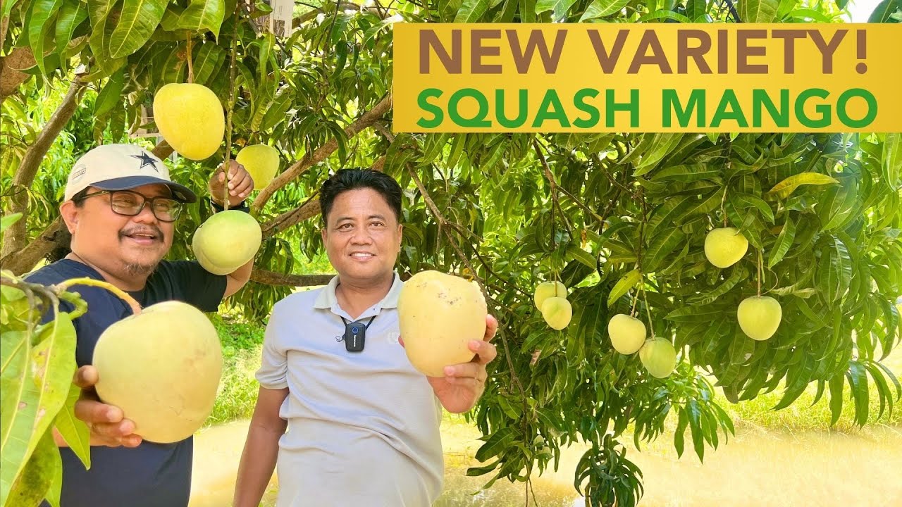 CATIMON SQUASH MANGO! Bagong Variety na Pagkakaguluhan!