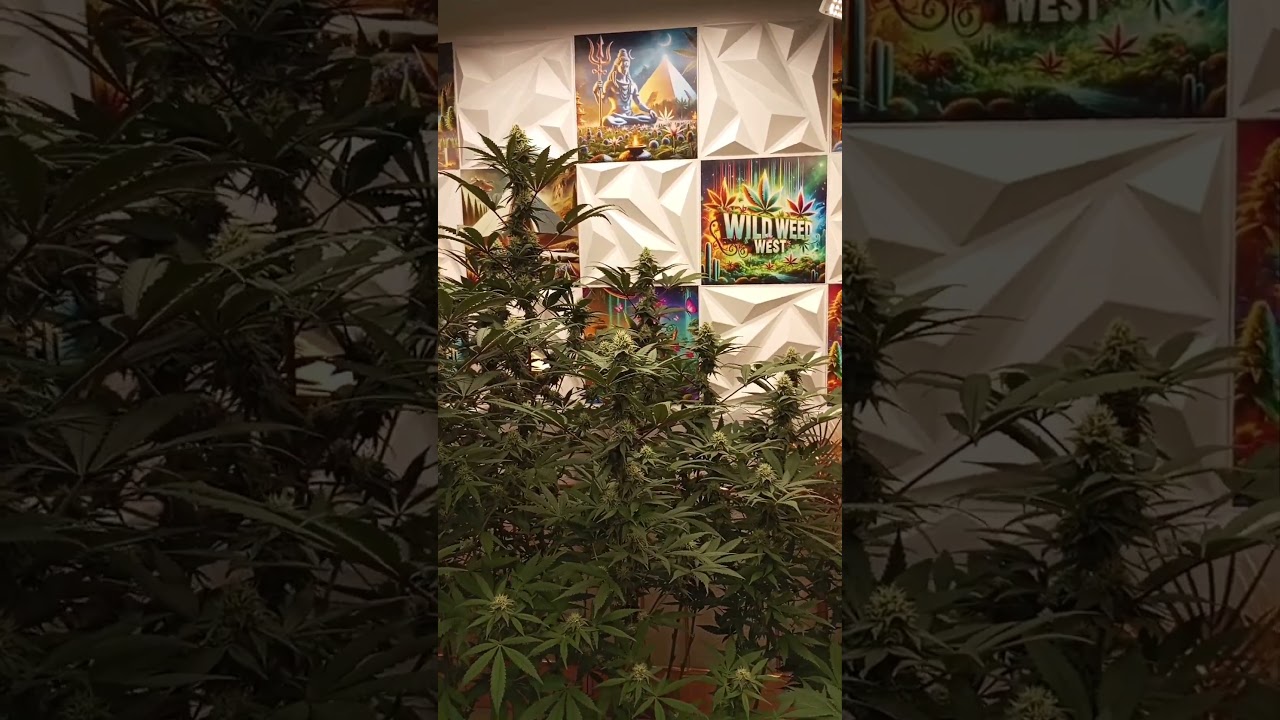 Purple Kush 💜 Jack Herer 💚 HomeGrow & ready for week five 🫡🤙🏻