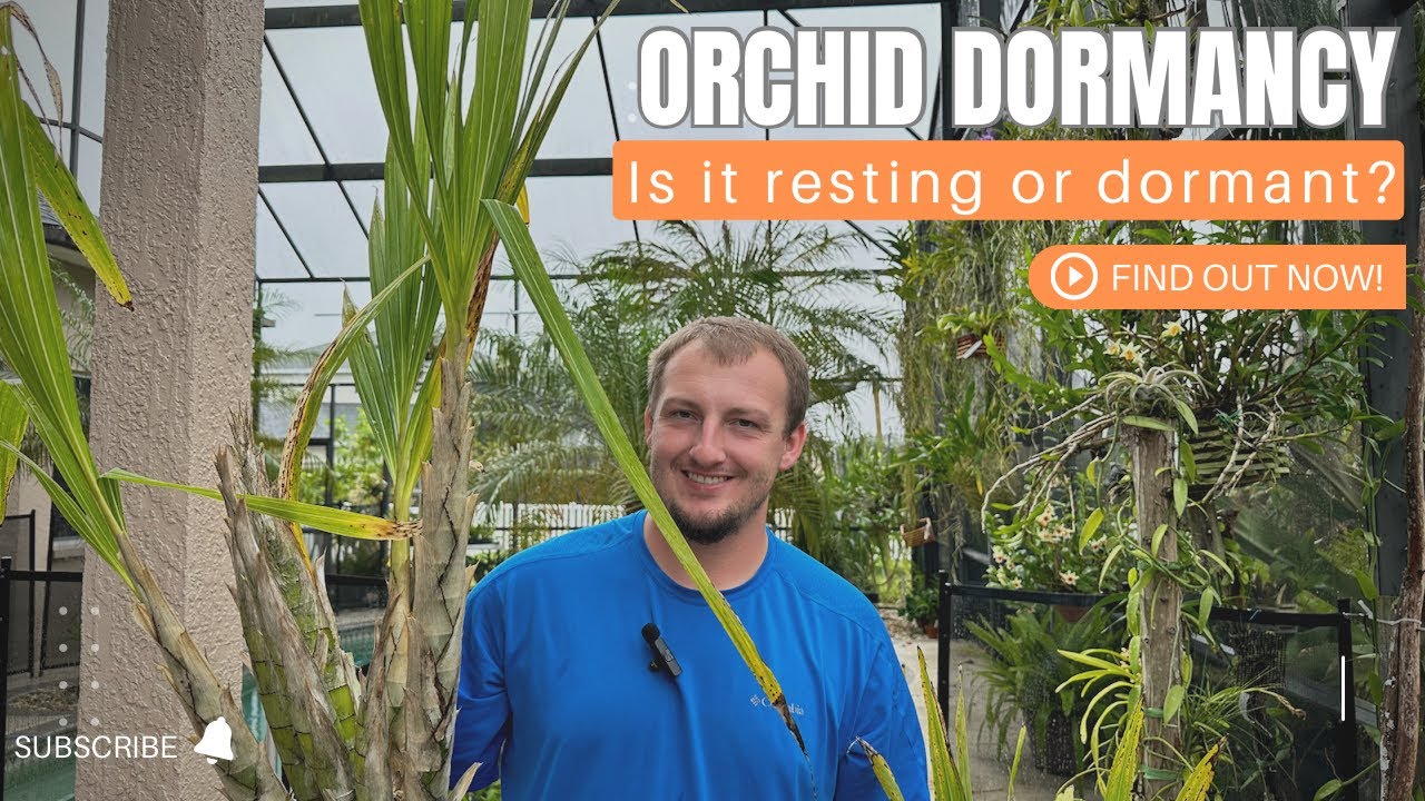Orchid Dormancy—Is it resting or dormant? 🤔